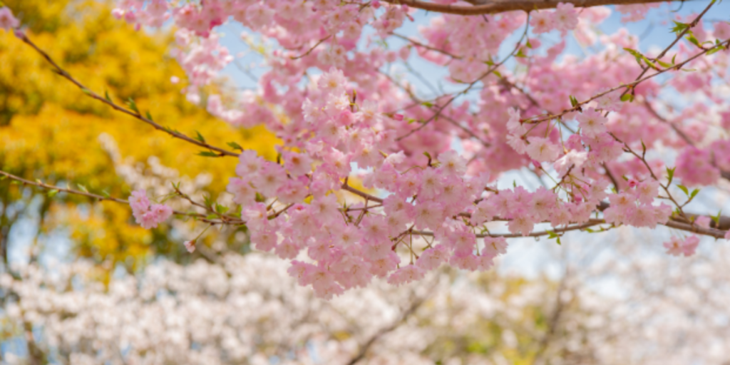 8 Dates to Celebrate in March: This is a photo of pink cherry blossoms.